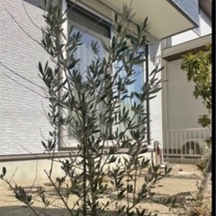 【受け渡し決定】【庭木】ソヨゴ2本、オリーブ1本の画像