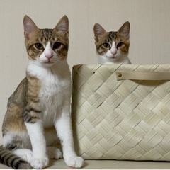5ヶ月の子猫　里親募集　兄弟猫も一緒に募集しますので、別で投稿予...