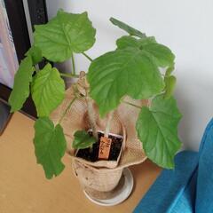 フィカス・ウンベラータ【決定しました】