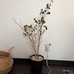 ベンジャミンバロック ゴムの木