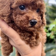 トイプードルみんな家族が決まりました🙇‍♀️ブラックとレッドのト...
