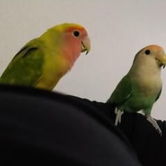 [里親決定しました] つがいのコザクラインコ2羽