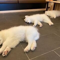 【話題のサモエドカフェの新店スタッフ募集】上板橋駅前の犬カフェ求人の画像