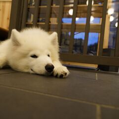【話題のサモエドカフェの新店スタッフ募集】上板橋駅前の犬カフェ求人