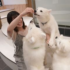 【話題のサモエドカフェの新店スタッフ募集】上板橋駅前の犬カフェ求人の画像