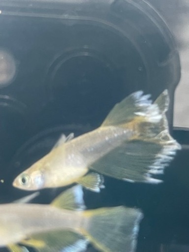 取引中　ガブリエル　善通寺めだか様個体　1ペア