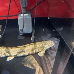 熱帯魚、ポリプの画像