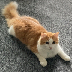 里親　ノルウェージャン　3歳オス