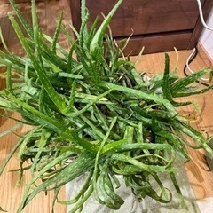 アロエの株分け