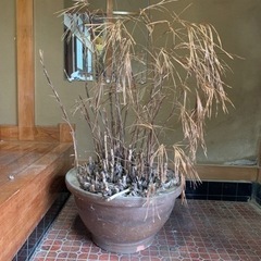 大きな鉢　盆栽などに