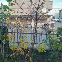 蝋梅(樹齢3年)の株分け貰ってくれる方🌳🌸の画像