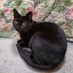 可愛い黒猫のモカちゃん