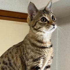 おだやかな女の子　ルナちゃん