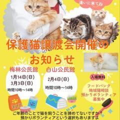 保護猫、譲渡会開催します