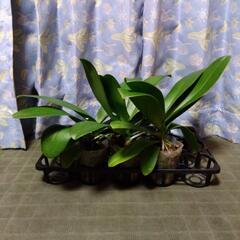 ＜はな子様専用＞  衝撃価格！超破格値！胡蝶蘭3株+白陶器鉢3個　胡蝶蘭鉢株苗 コチョウラン 洋蘭 洋ランの画像