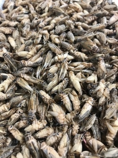 冷凍コオロギ　ヨーロッパイエコオロギ　　約1.6kg 爬虫類