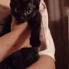 猫友募集ฅ^•ω•^ฅ
