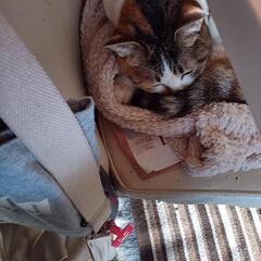 猫友募集ฅ^•ω•^ฅ - 奈良市