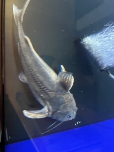 激レア　シルバードラススーパーホワイト　シングー川　約30cm