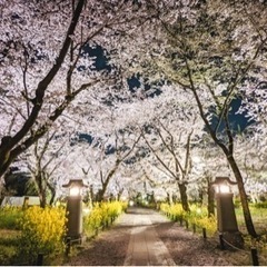 【平野神社桜まつり】出店者募集 - イベント