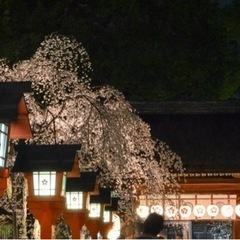 【平野神社桜まつり】出店者募集 − 京都府