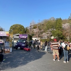 【R6年 知恩院桜ストリート】出店募集 − 京都府