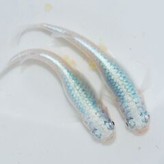 マリンブルー　メダカ　若魚　めだか屋チャティー