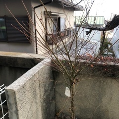 庭に生えている楓の樹（まだ若い木です）の画像