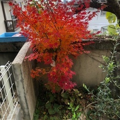 庭に生えている楓の樹（まだ若い木です）の画像