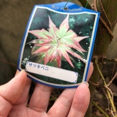 庭に生えている楓の樹（まだ若い木です）の画像