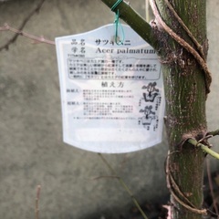 庭に生えている楓の樹（まだ若い木です）の画像