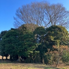 一枚板　棚　DIY 潮来市　鹿島　茨城　神栖市　銚子の画像