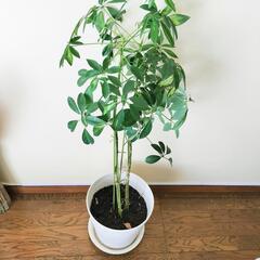 パキラ／観葉植物／植木鉢
