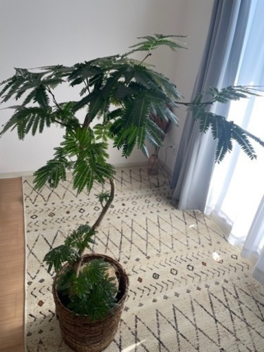 エバーフレッシュ♡観葉植物