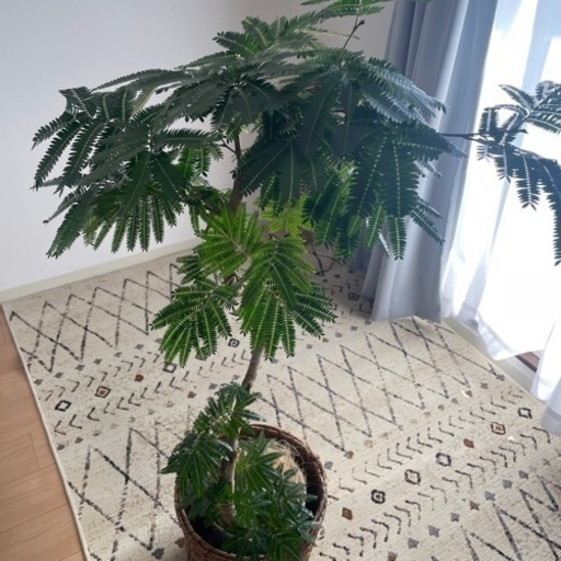 エバーフレッシュ♡観葉植物