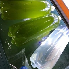 ゾウリムシ1500ml+種水グリーン💚3000mlめだかの日.食‼︎