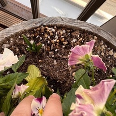 ビオラの寄せ植えの画像