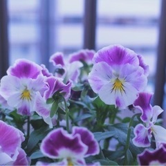 ビオラの寄せ植えの画像