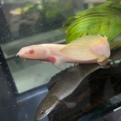 熱帯魚【お値下げ中】