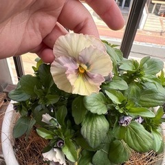 ビオラ ファルファリア