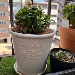 ビオラ ファルファリアの画像