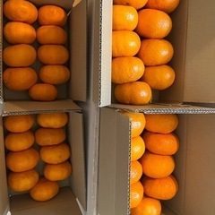みかん　4箱