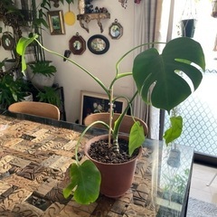 モンステラ　差し上げます