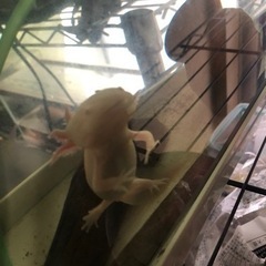 ウーパールーパー 白の画像