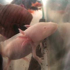 ウーパールーパー 白の画像