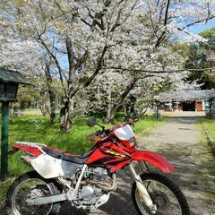 xr250  