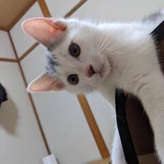 今月末までなのでどうかよろしくお願いします。ふくちゃん♂