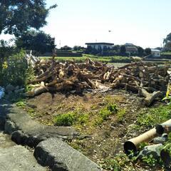 丸太無料でお譲りします。