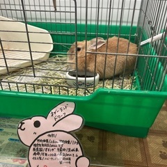 うさぎ