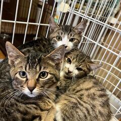里親様決まりました　キジ猫ちゃん男の子